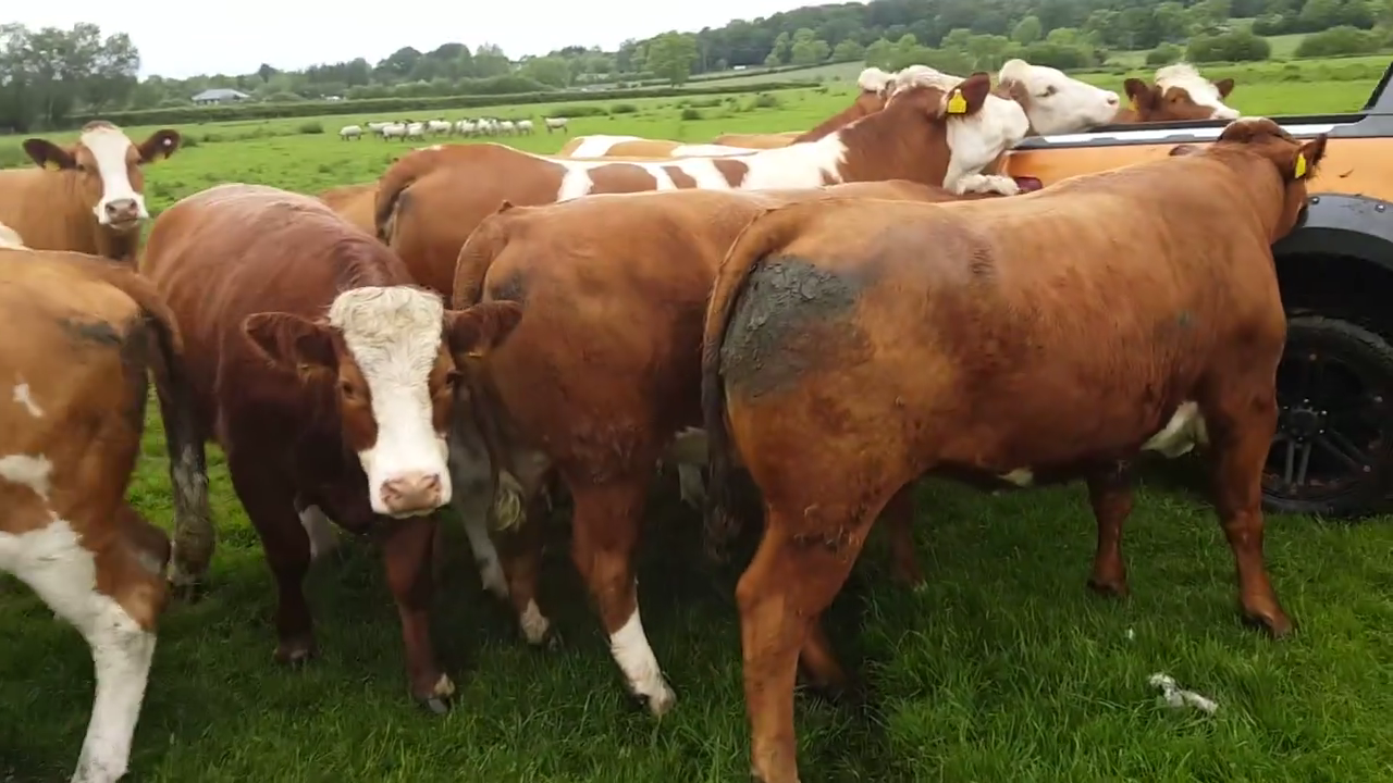 Simmental Heifers, Cows and bulls for sale